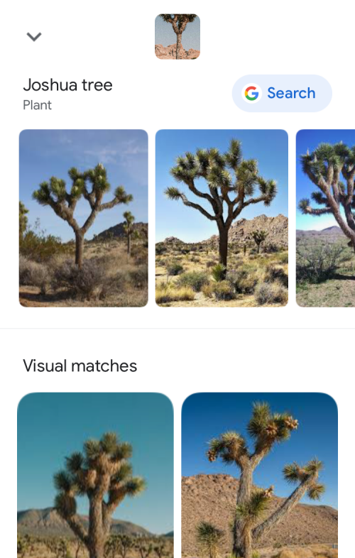 11 enkle måter å gjøre omvendt bildesøk på iPhone